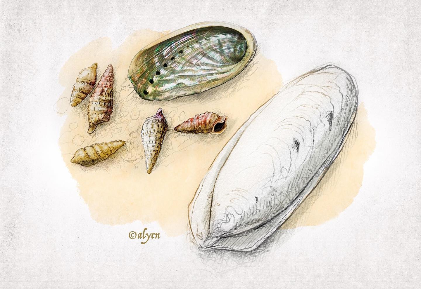 1 jour / 1 illustration :
Mercredi : Coquillages et os de seiche ! 🦑🐚🌊
#MarseilleVilleNature #septembreenmer
illustration alyen©2021